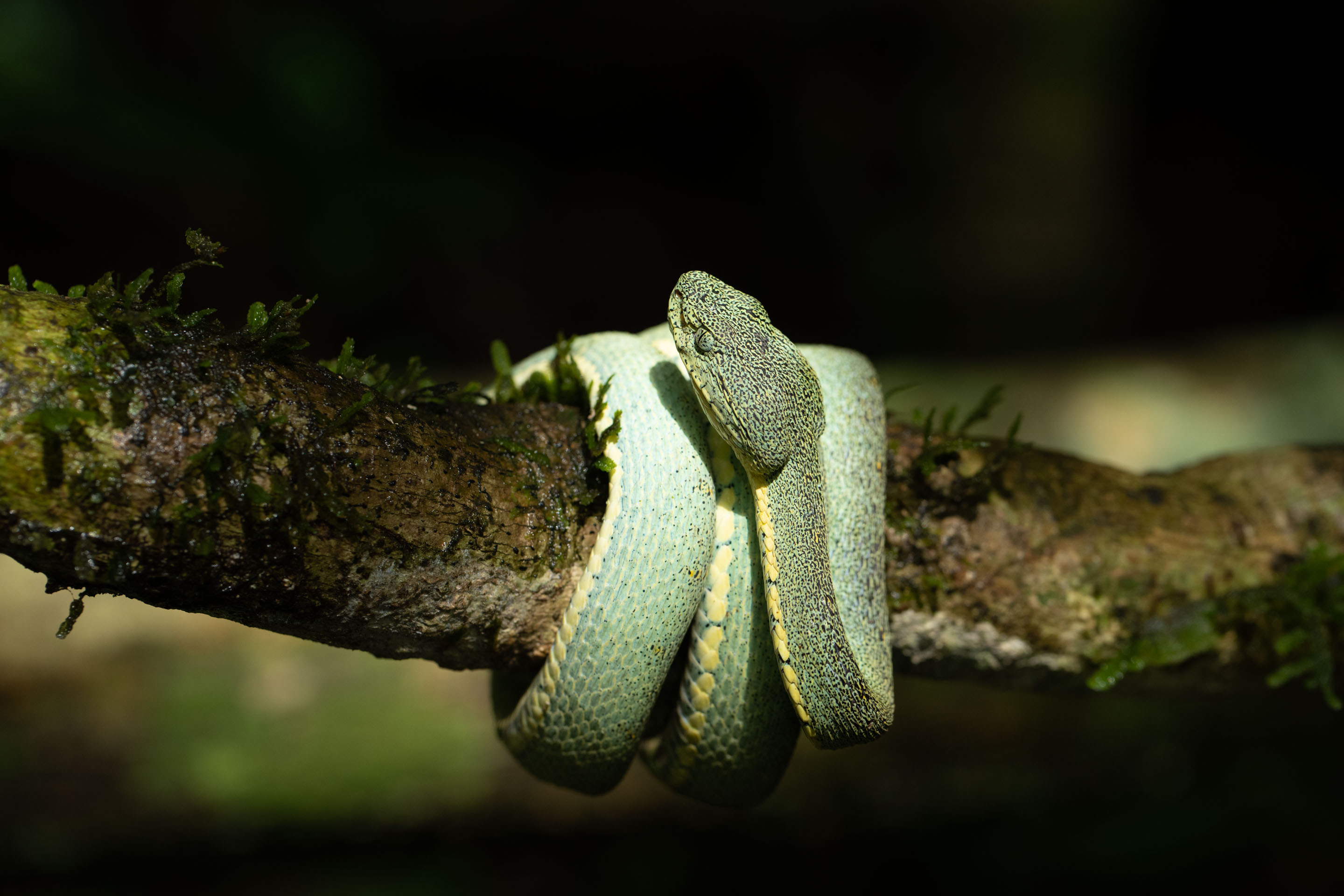 Green jararaca on a tree in Peru Bothrops bilineatus / Loro Machaco