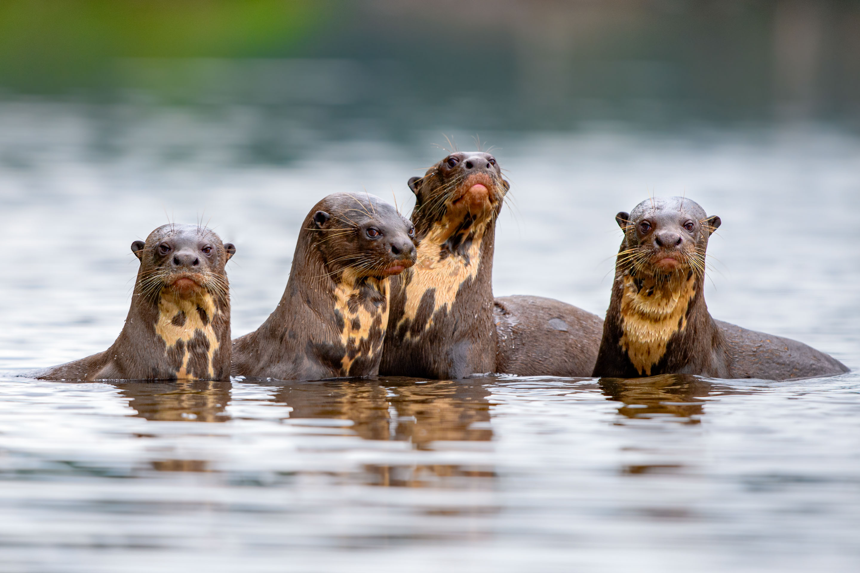 Neugierige Riesenotter