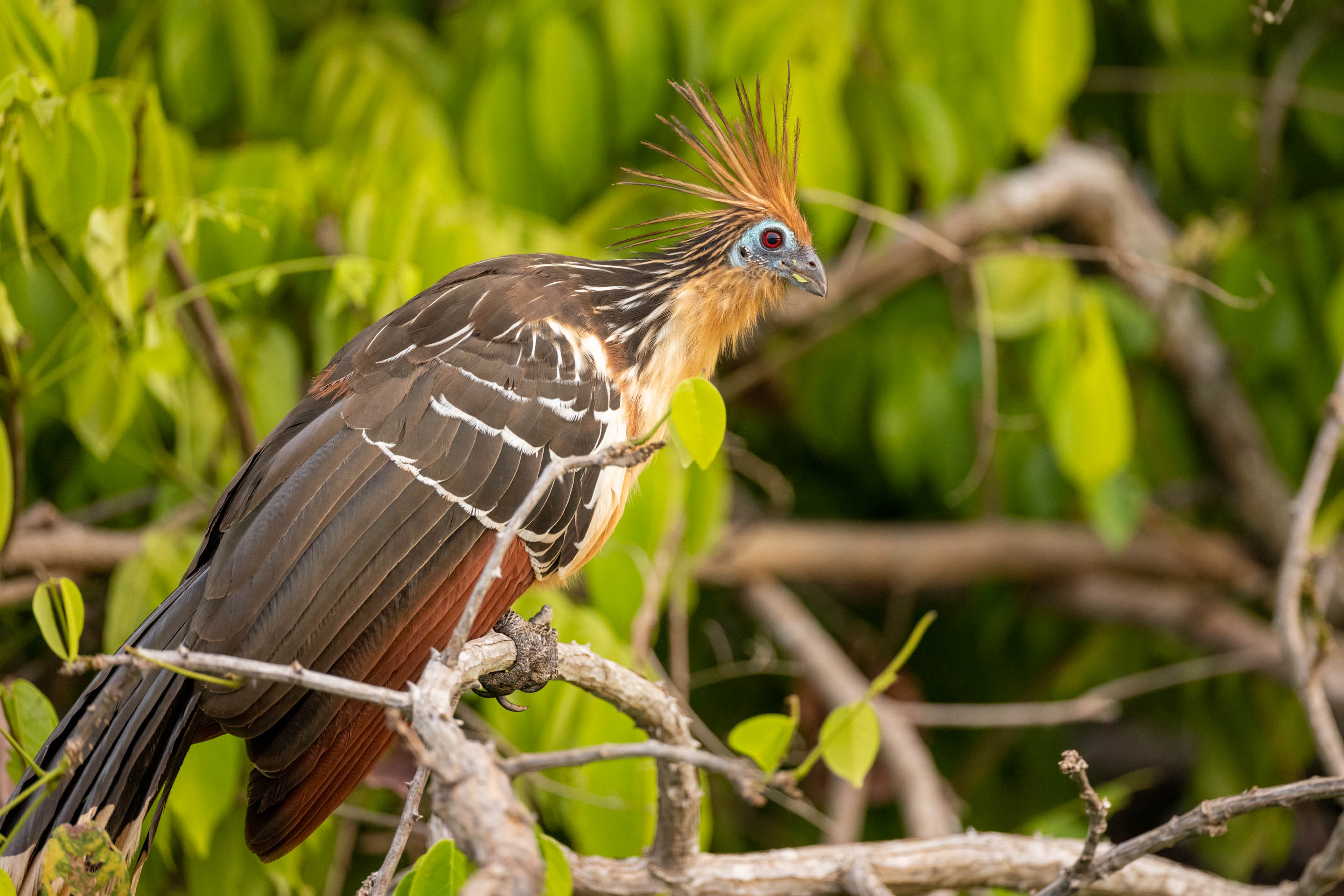 Wilderness International