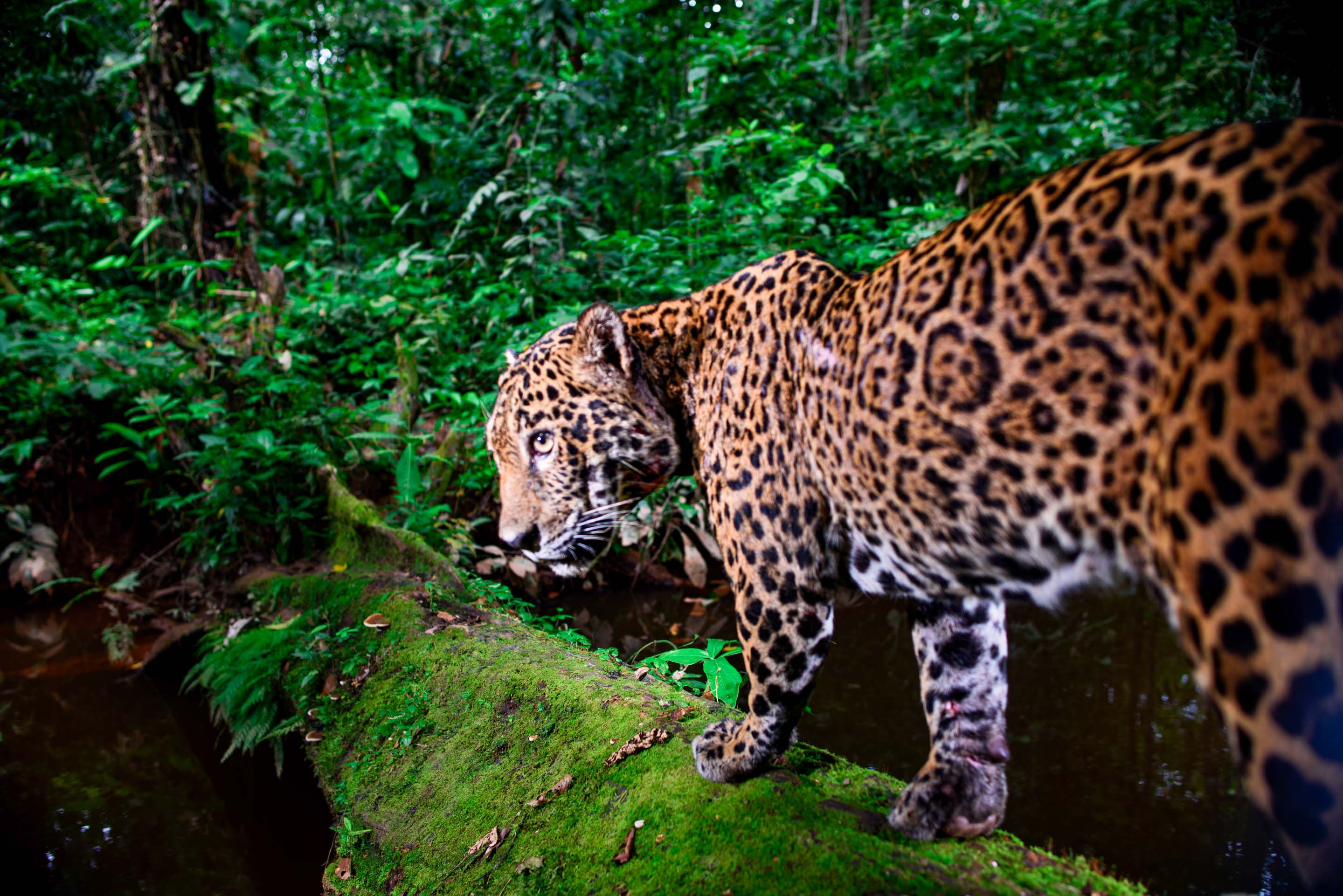 A jaguar roams through our protected Secret Forest reserve on the Tambopata River in southeastern Peru. 