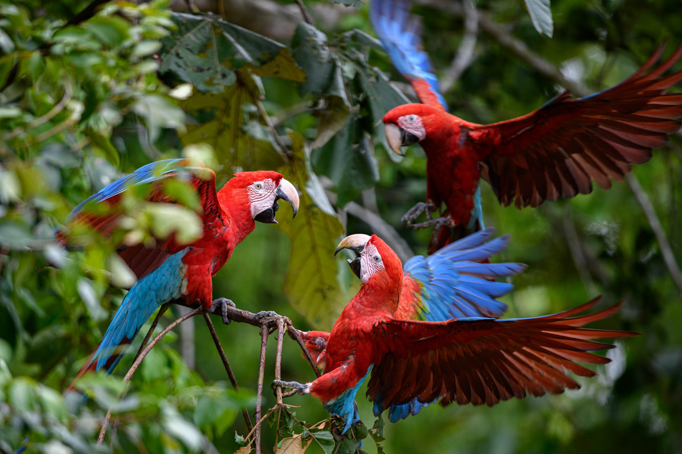 Wilderness International