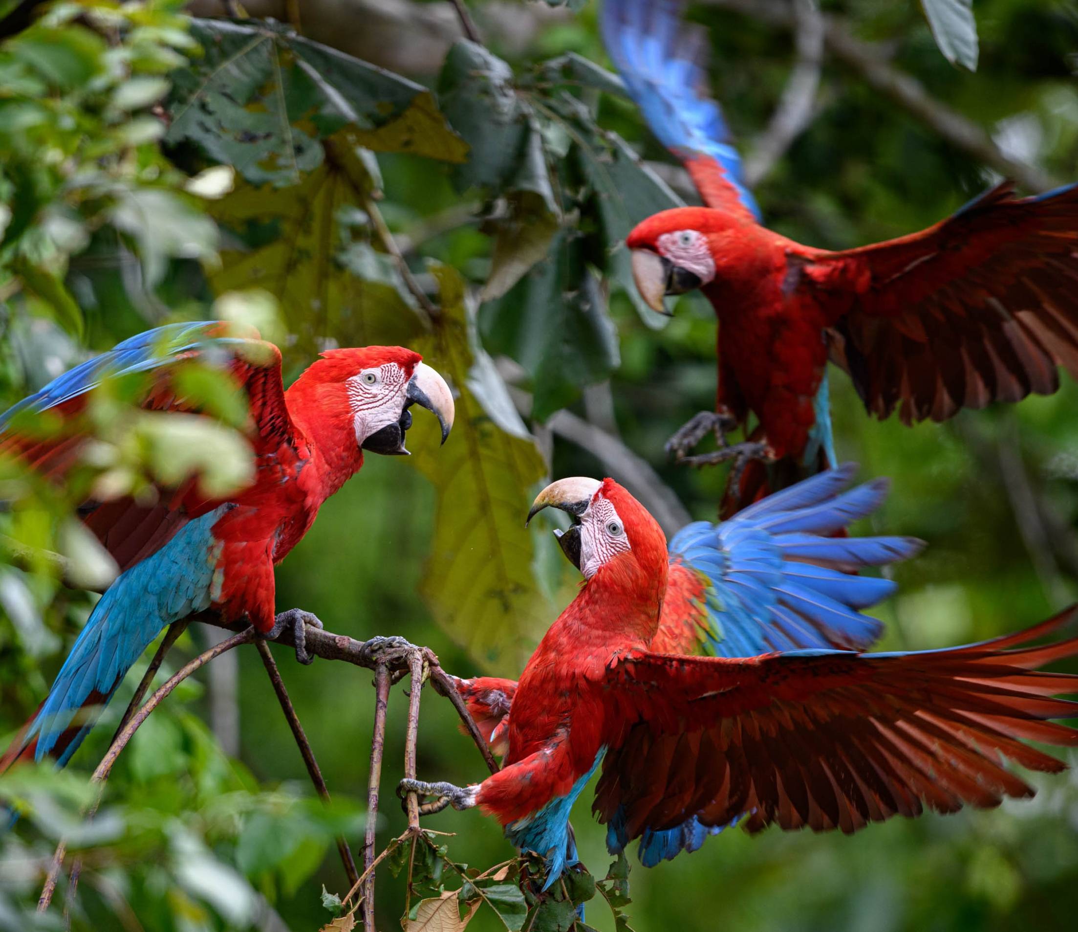 Wilderness International