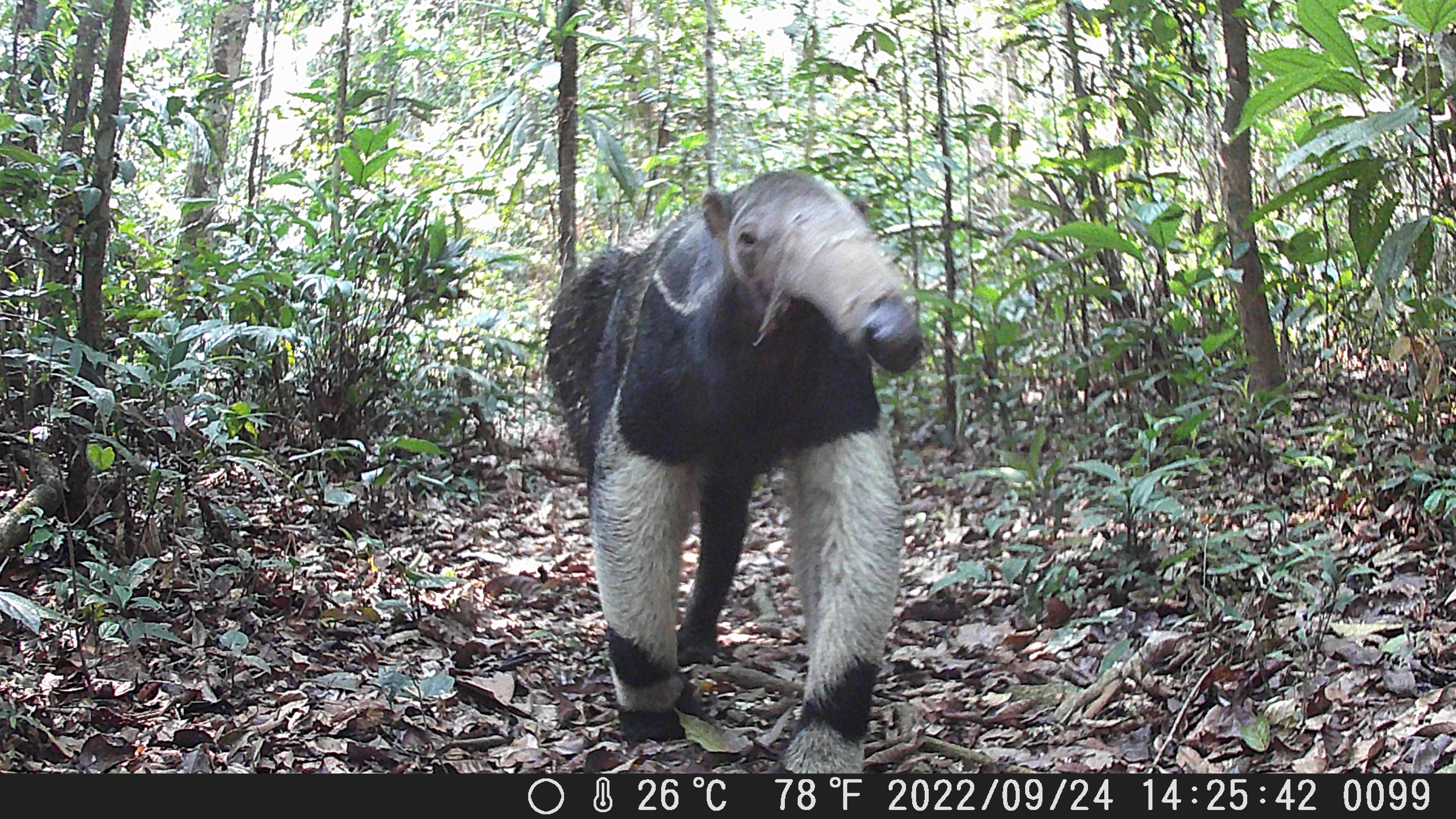 Wilderness International