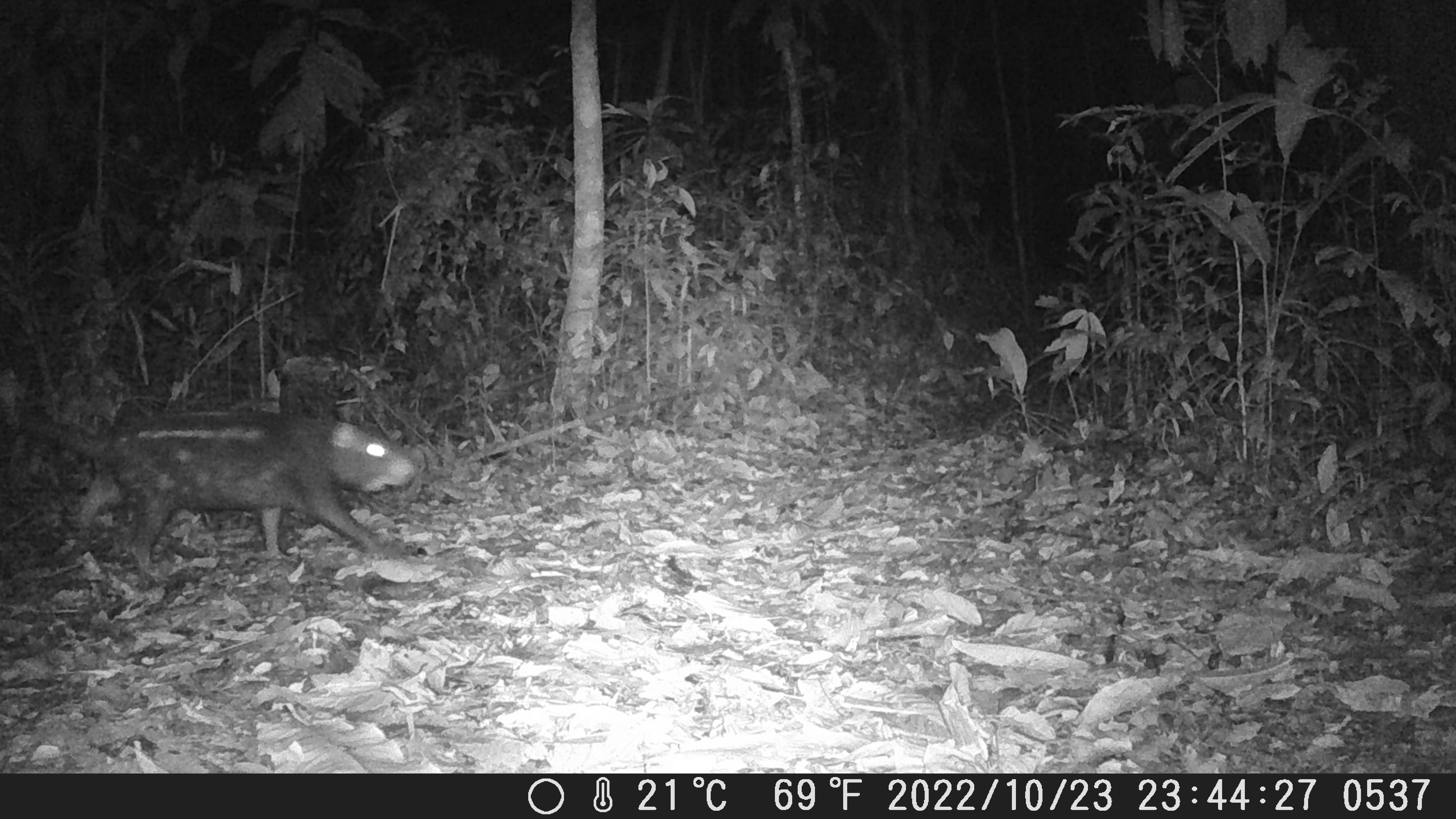 Wilderness International