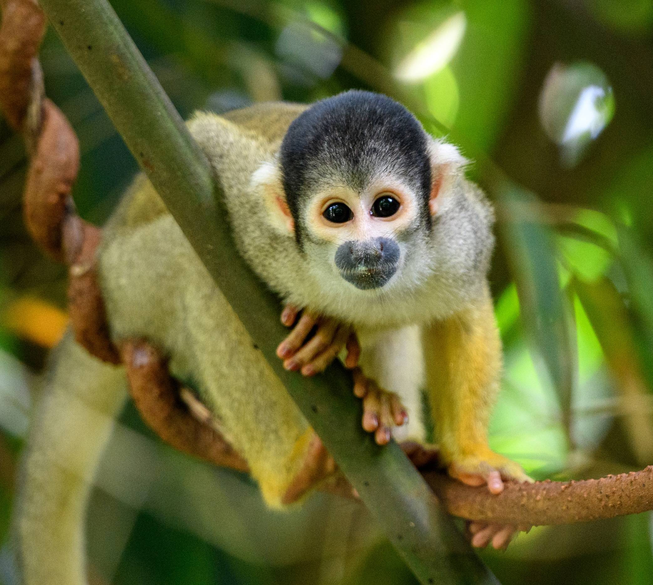 Wilderness International