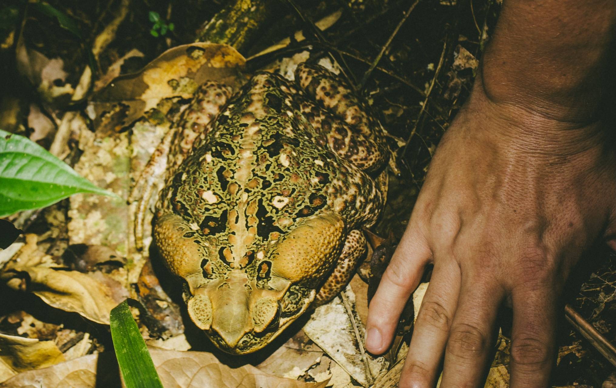 Wilderness International
