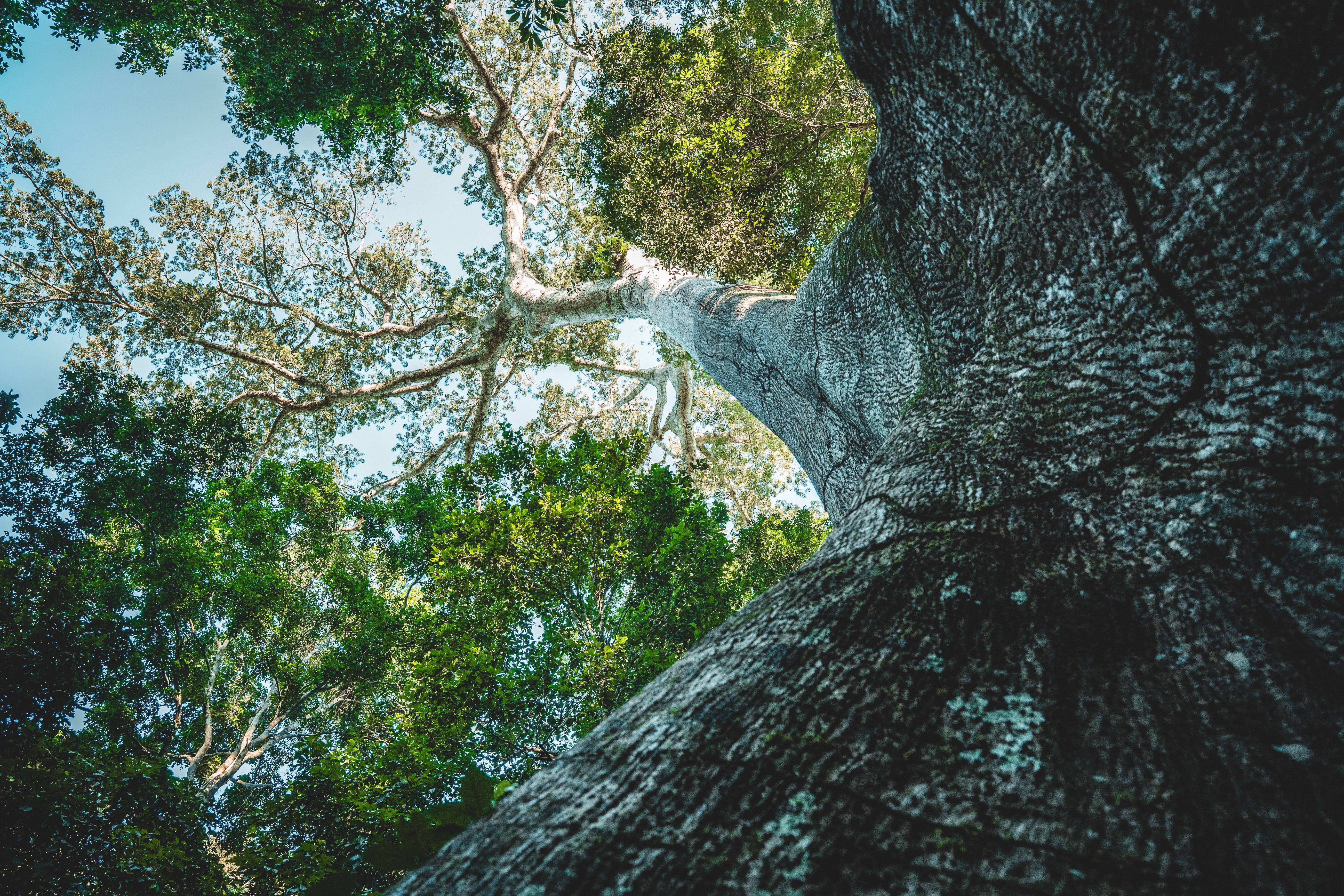 Wilderness International