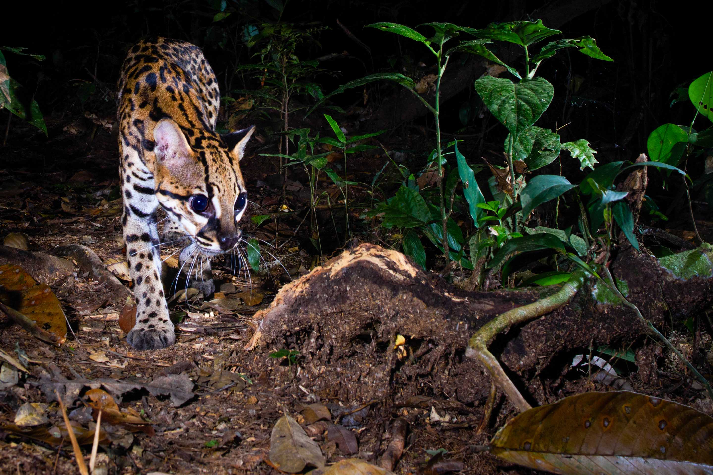 Wilderness International