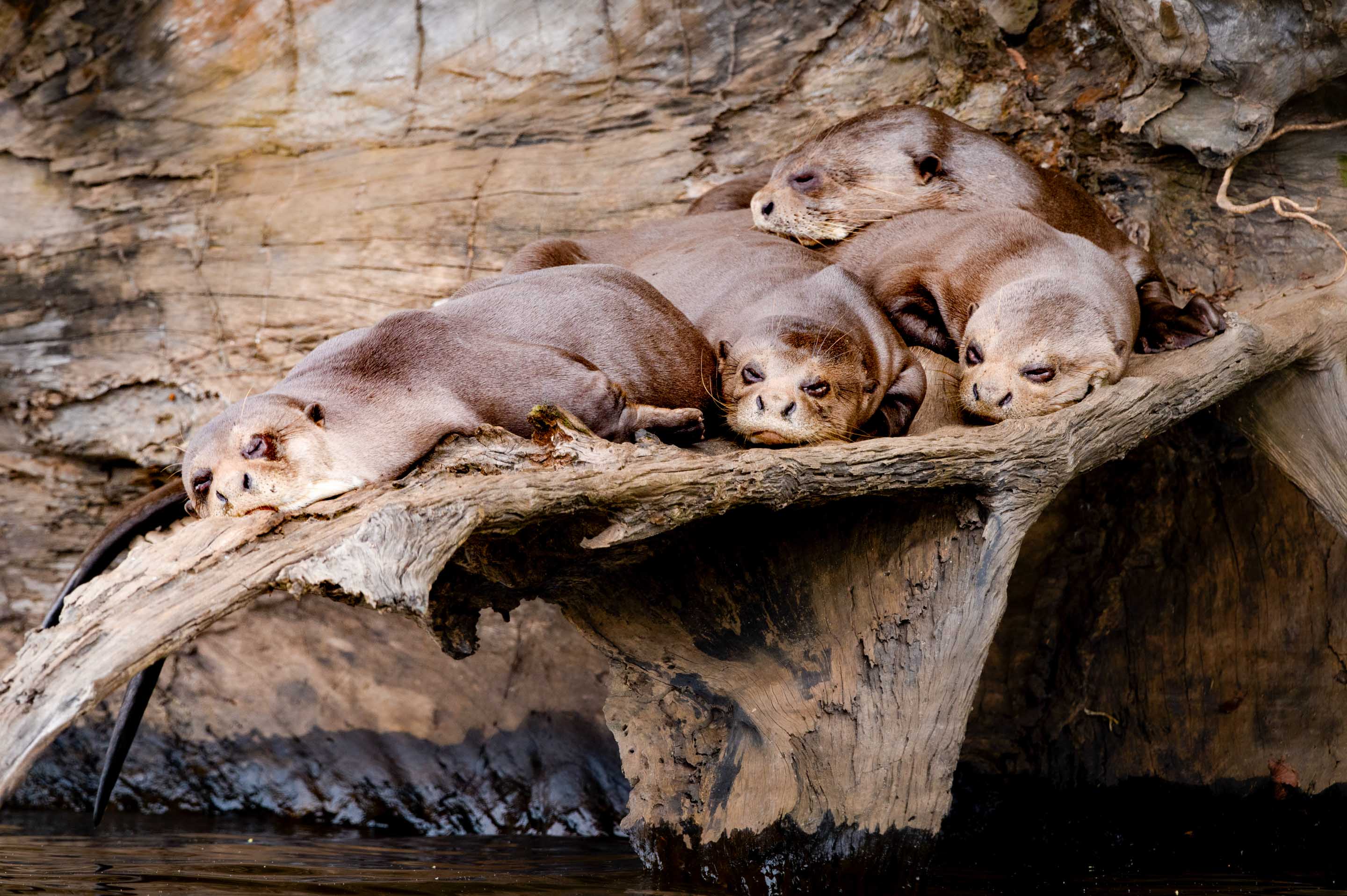 Gruppe Riesenotter Wilderness International