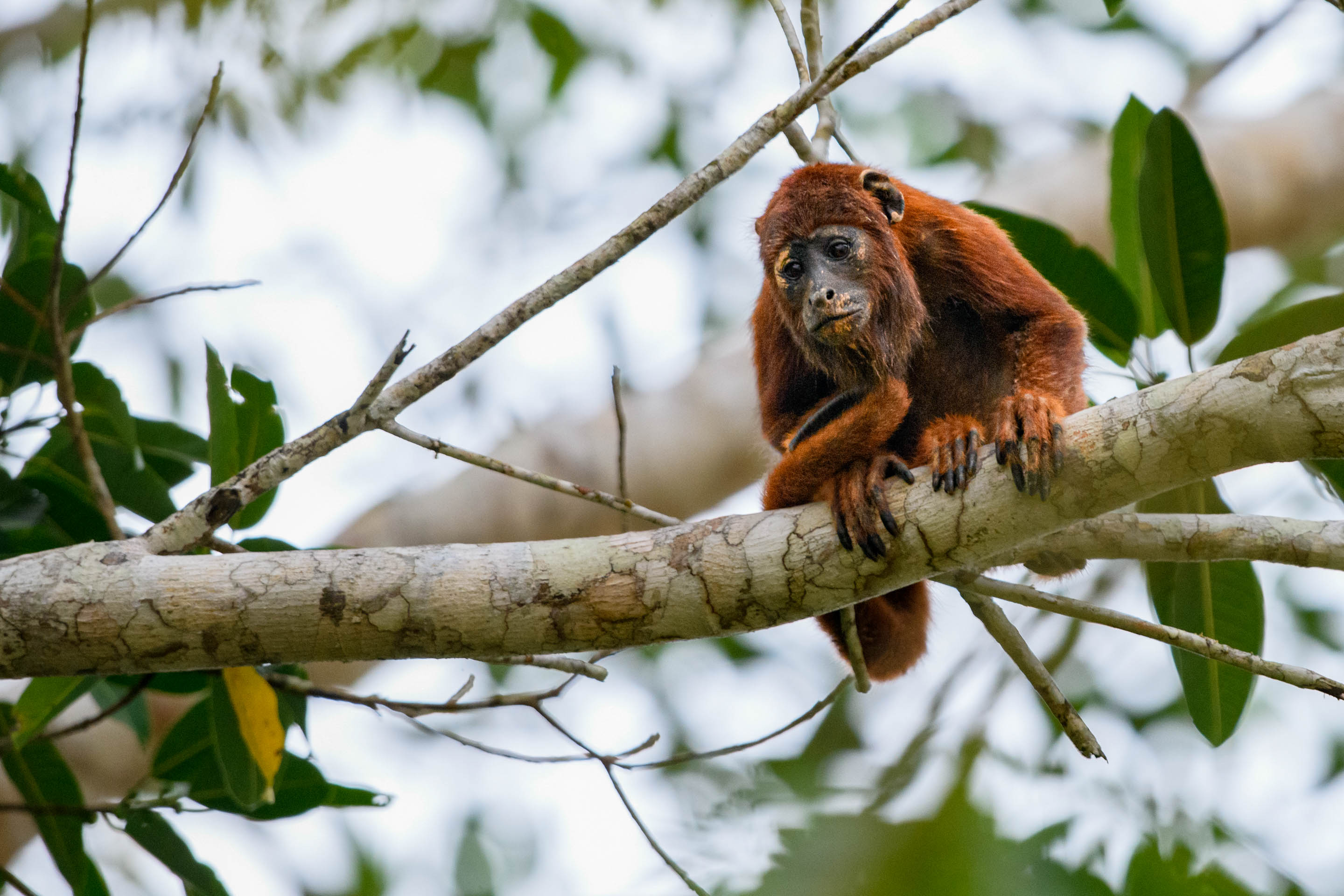 Roter Brüllaffe auf einem Ast
