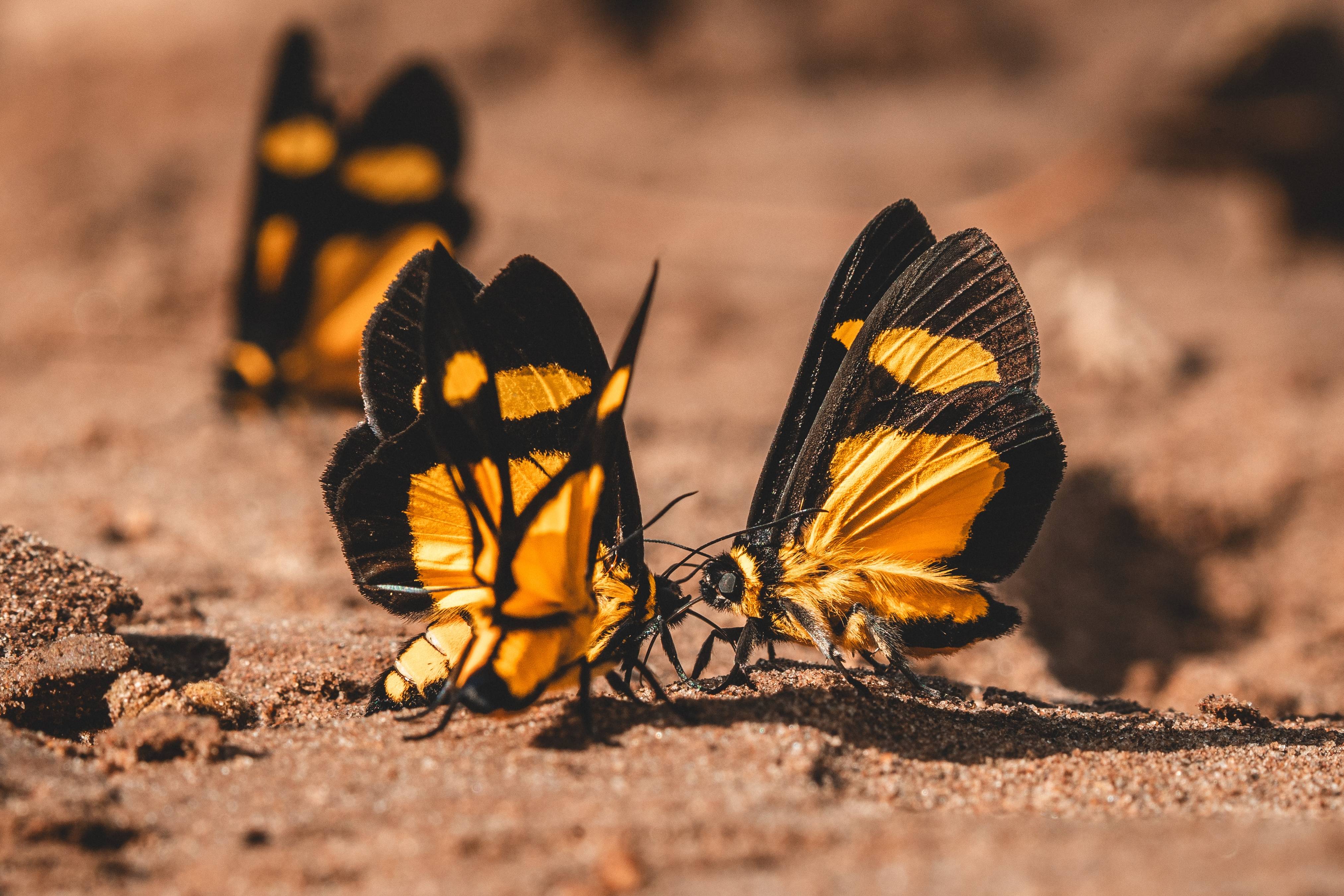 Wilderness International