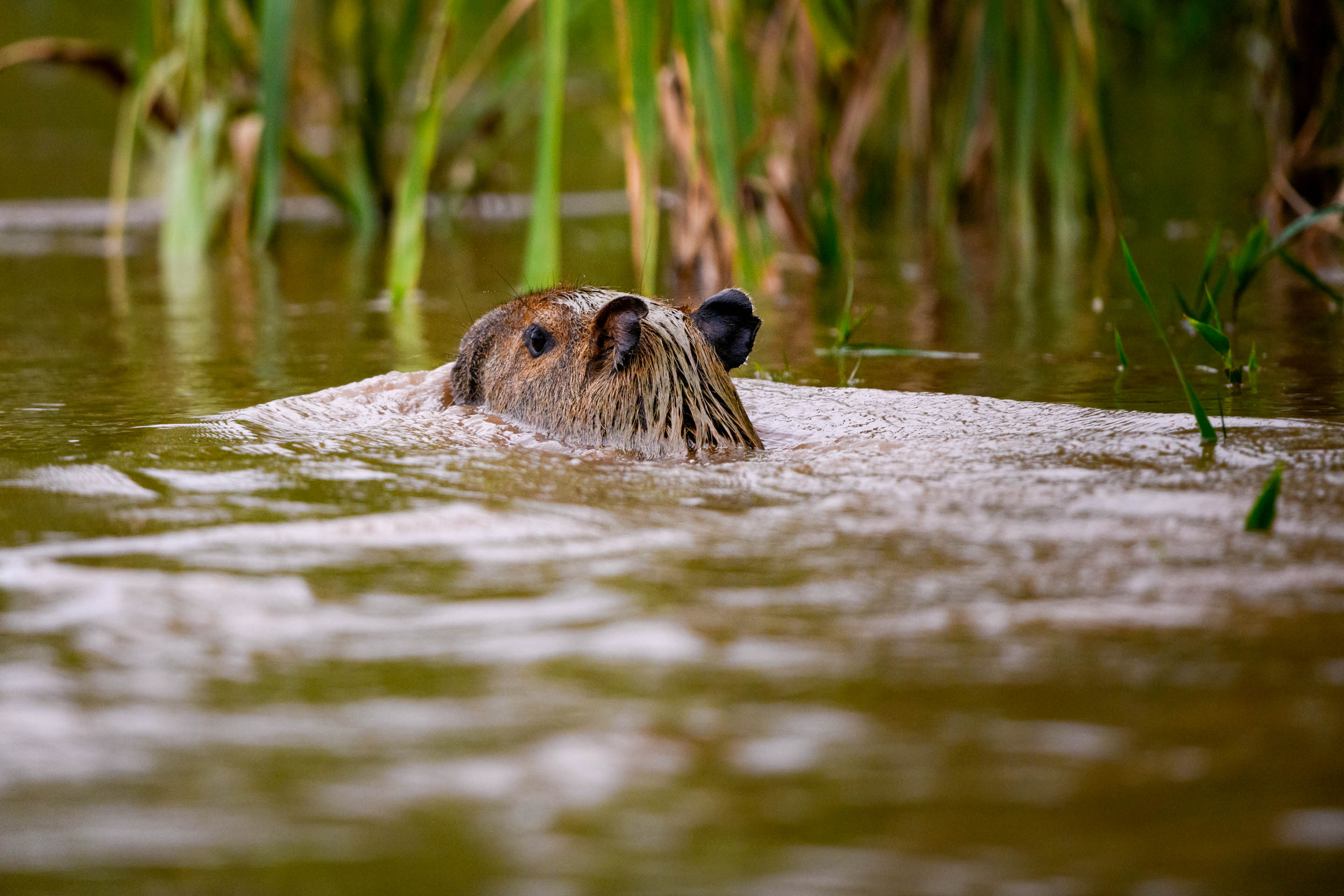 Wilderness International