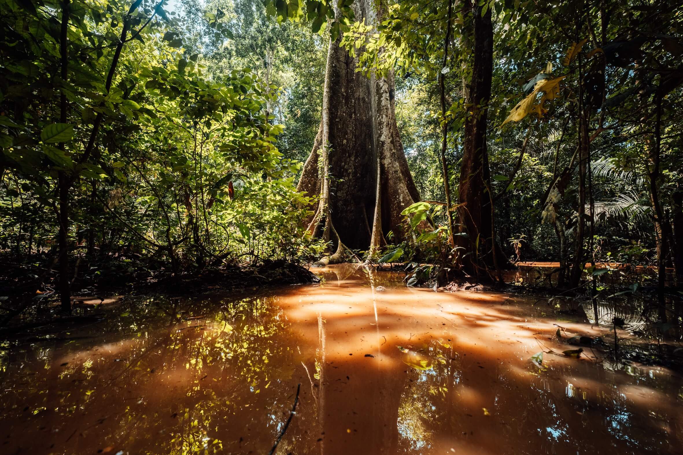 Wilderness International