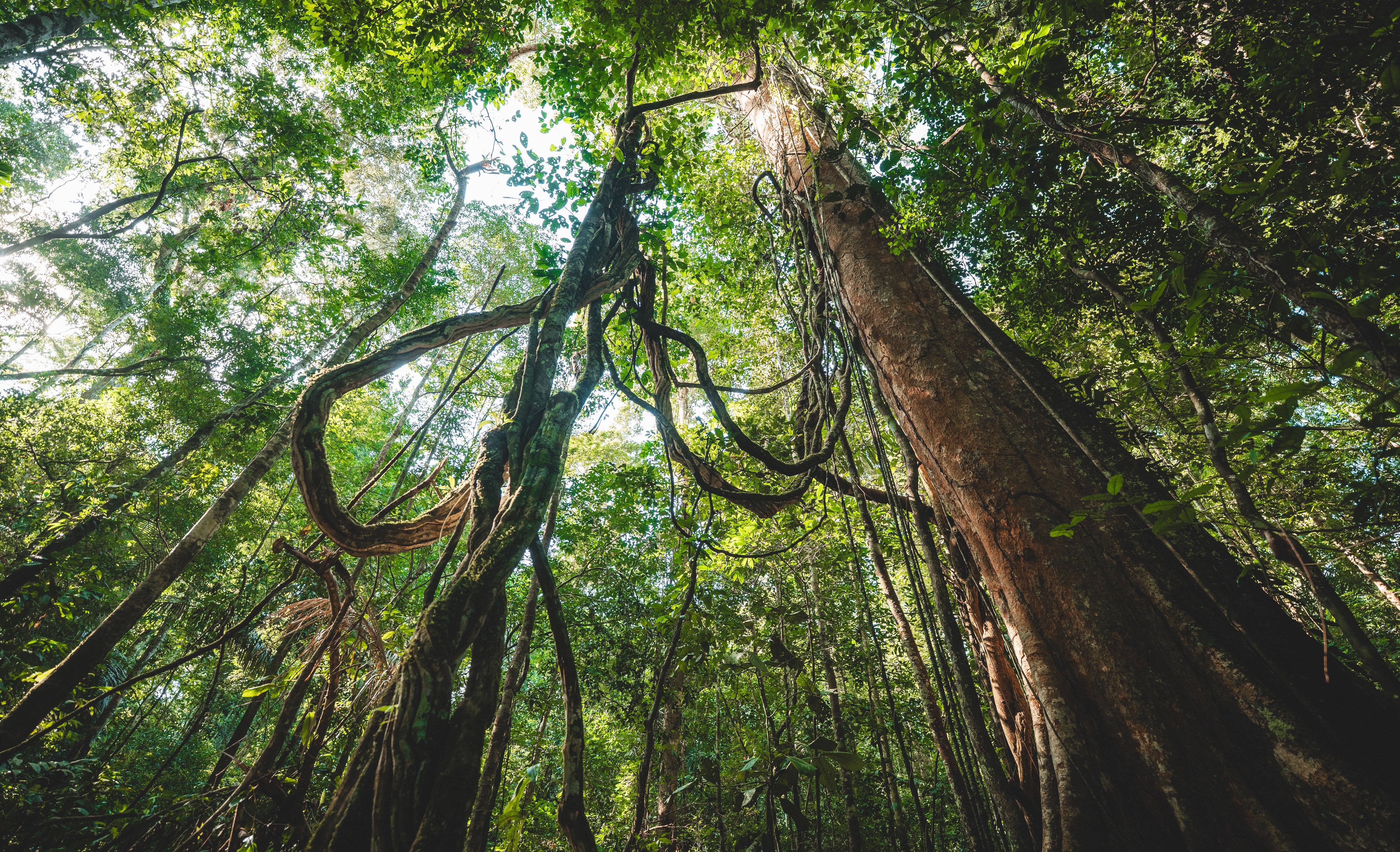 Wilderness International