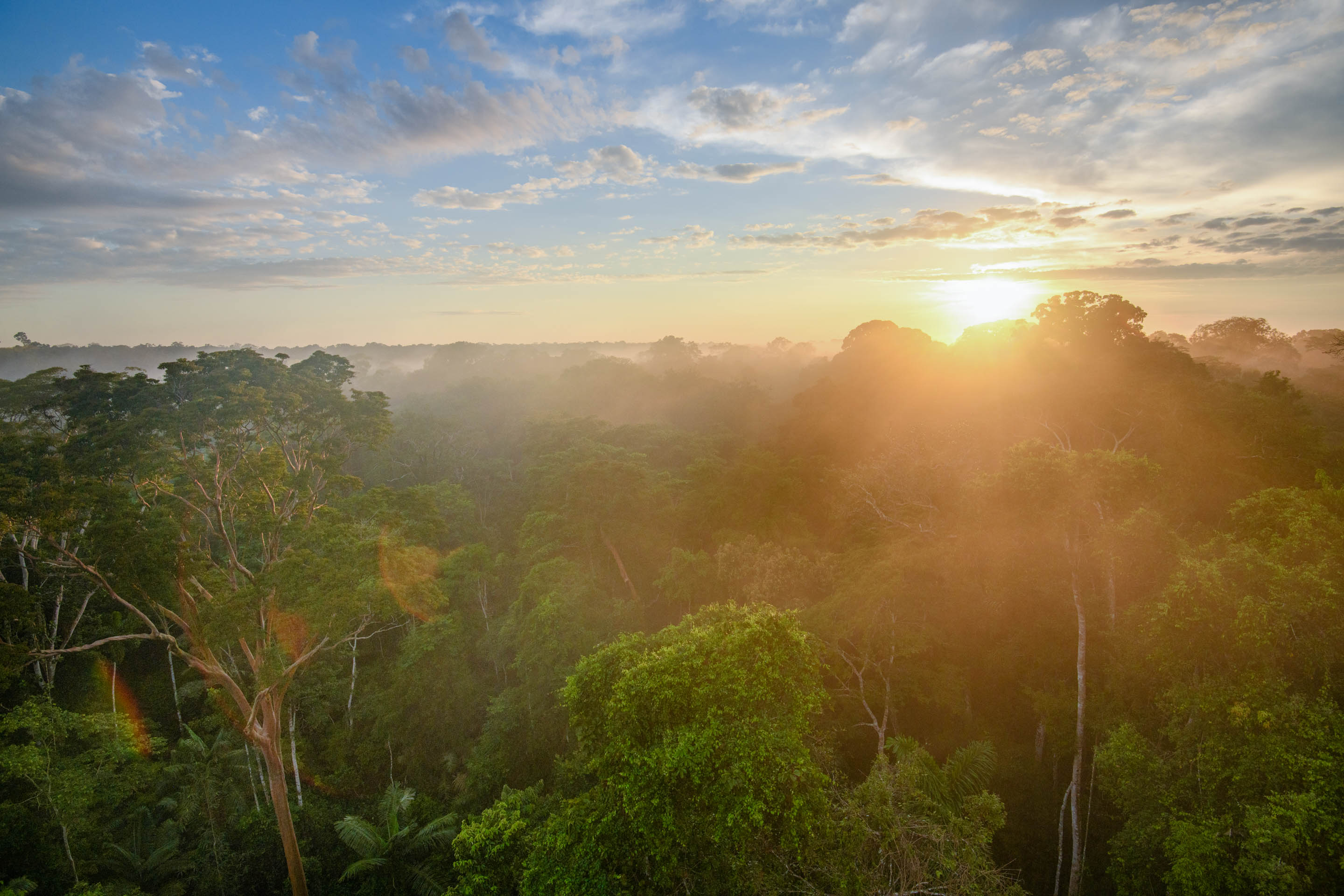 Sonnenaufgang über dem Regenwald