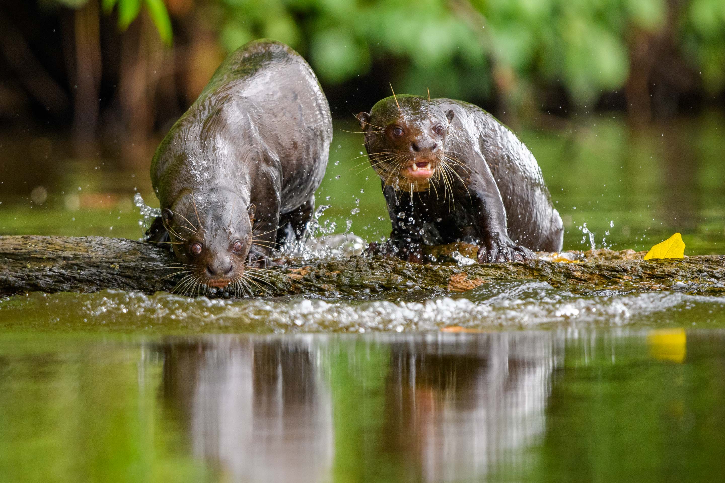 Wilderness International