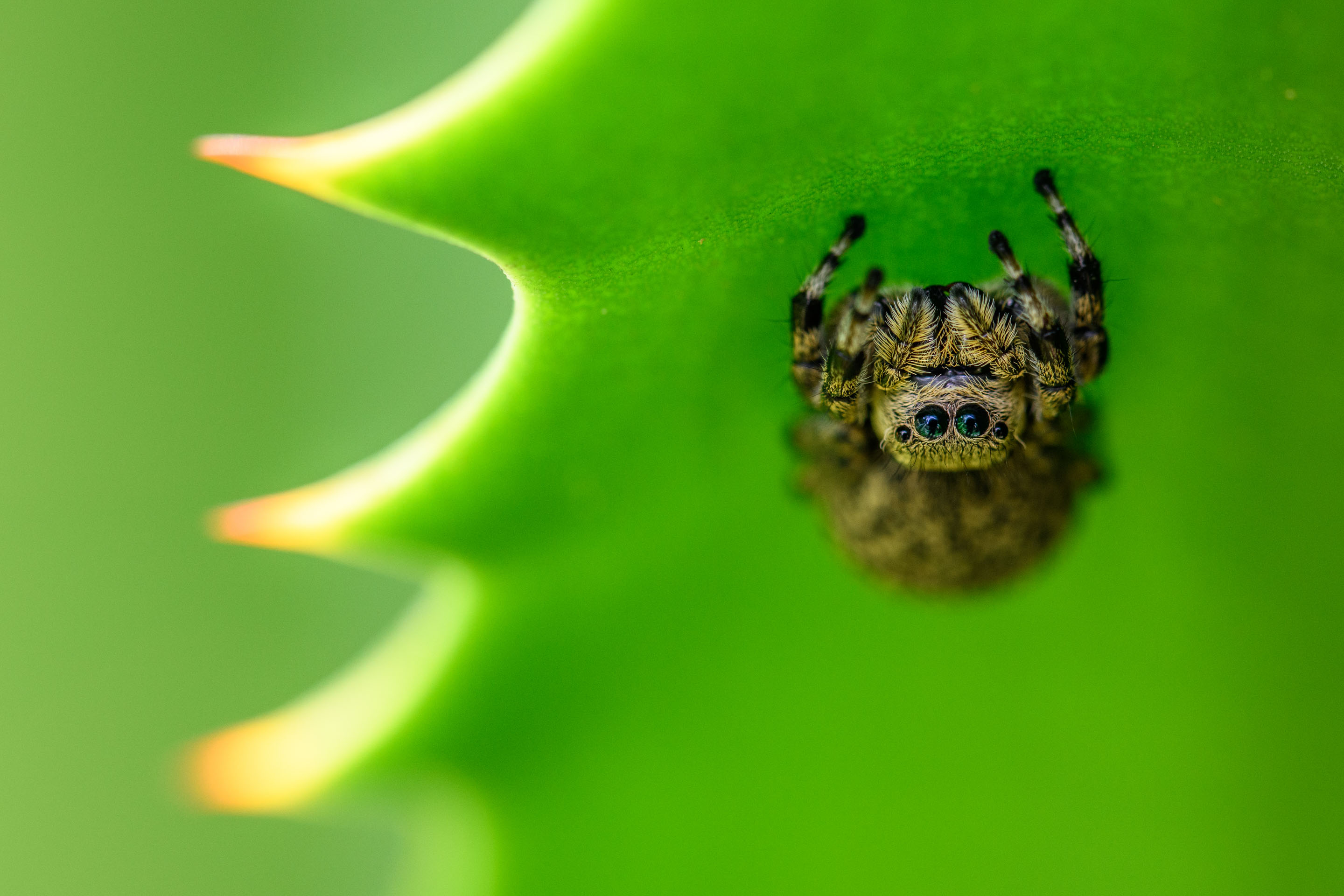 Wilderness International