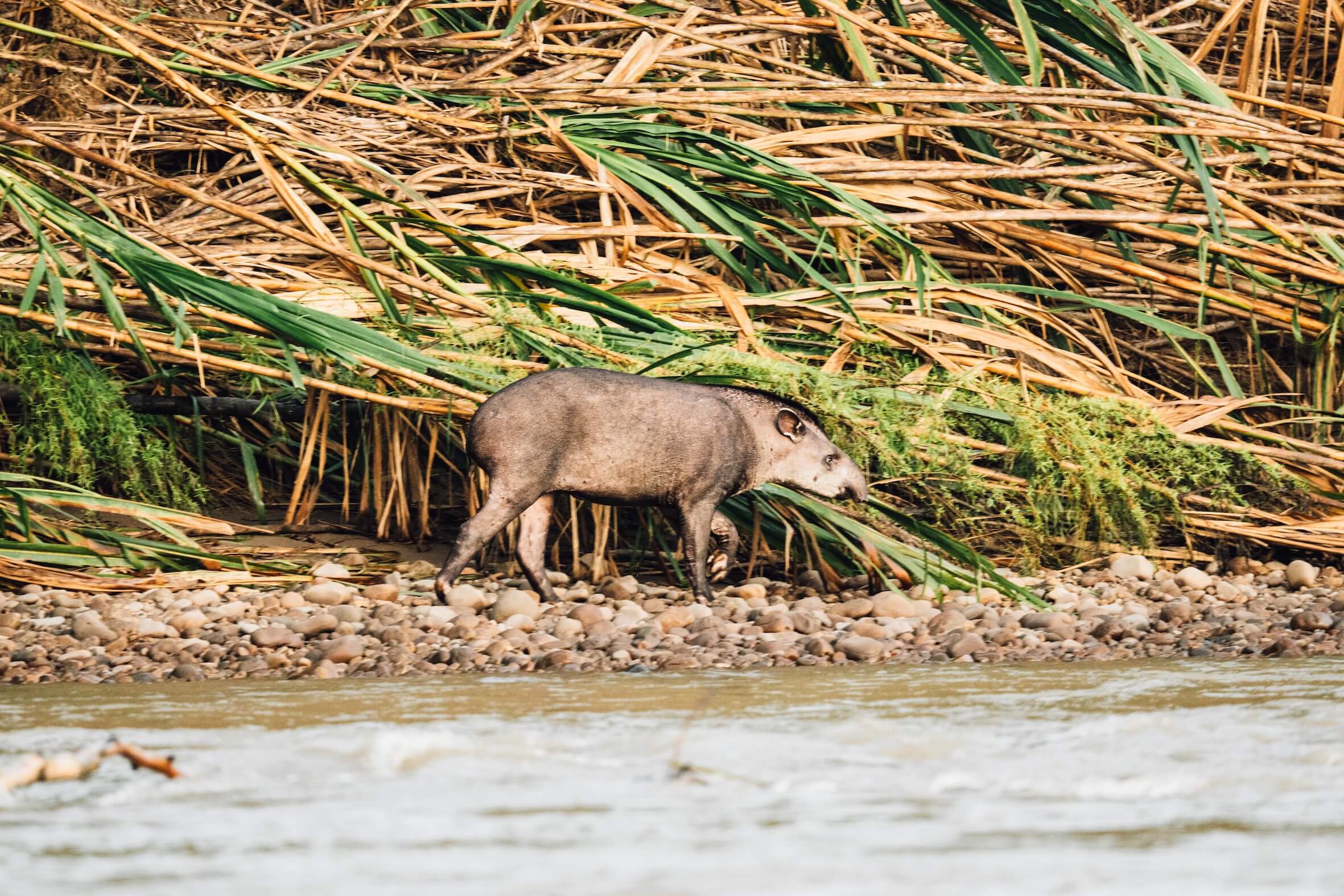 Wilderness International