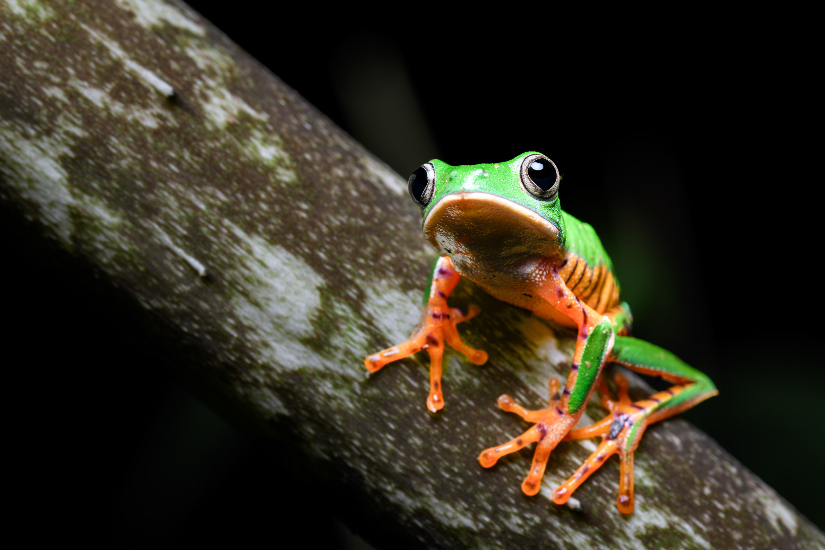 Wilderness International