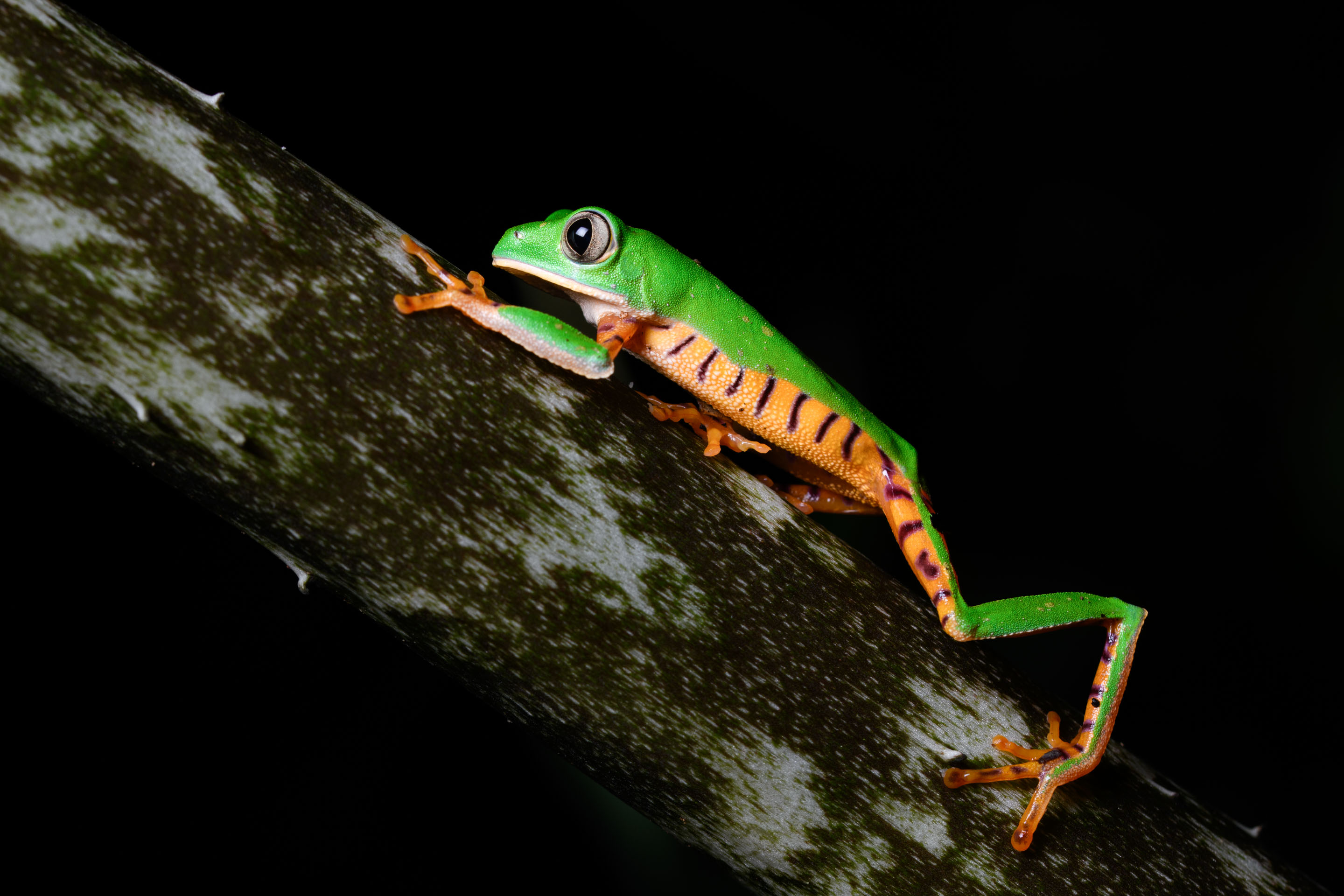 Wilderness International