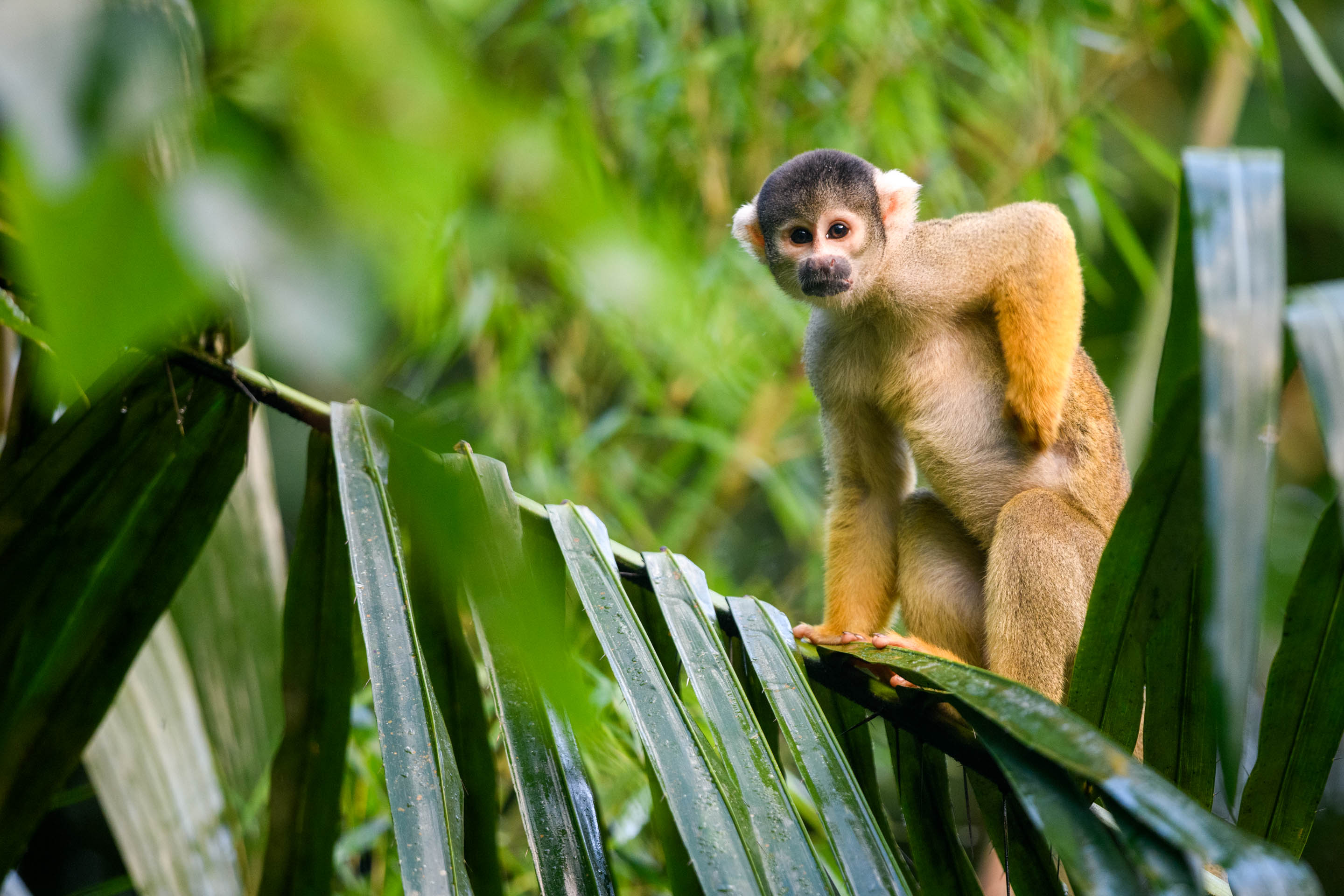 Totenkopfaffe auf eine Palme im Regenwald