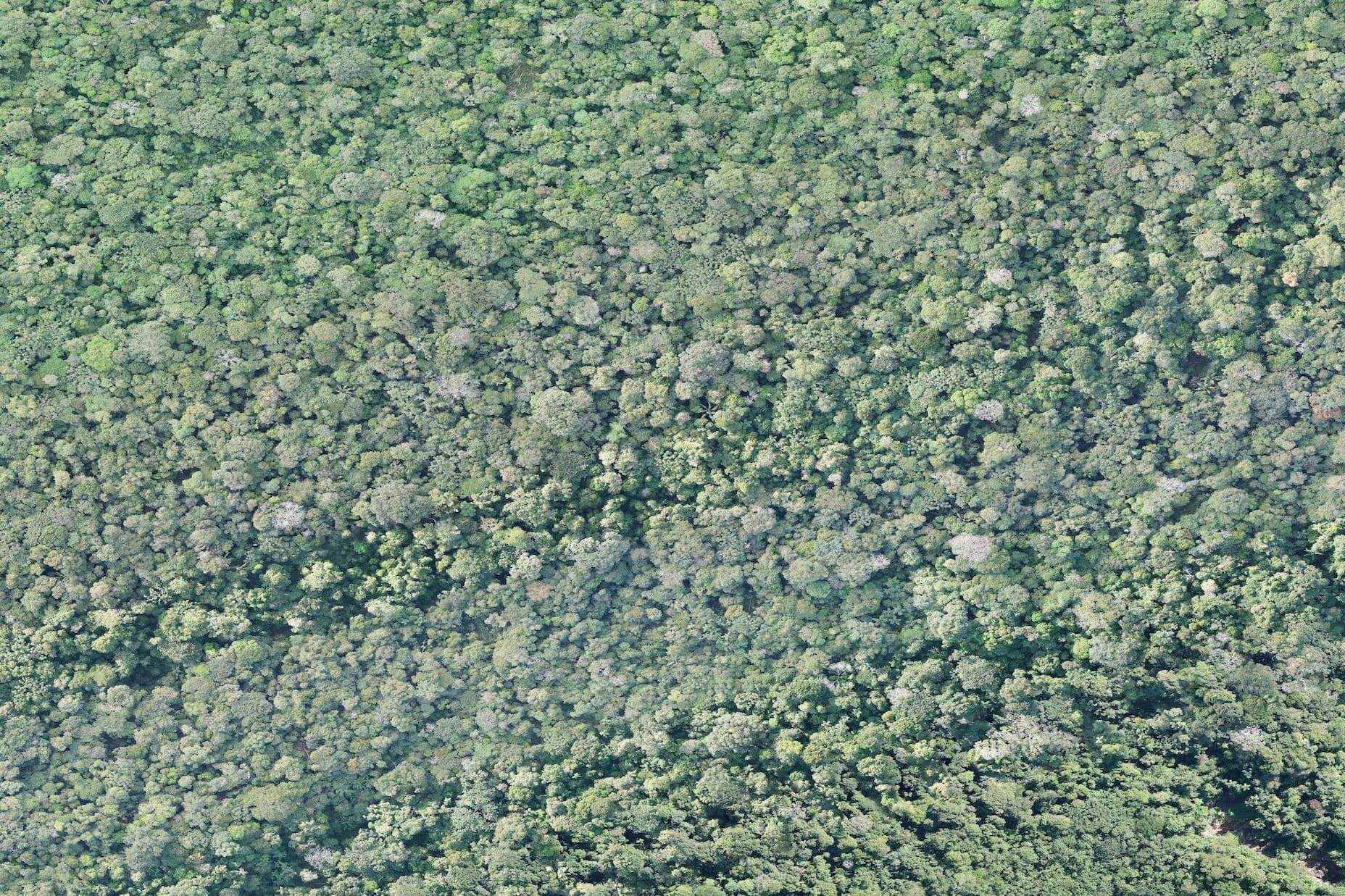 Luftbild der geschützten Fläche westlich vom Tambopata Fluss