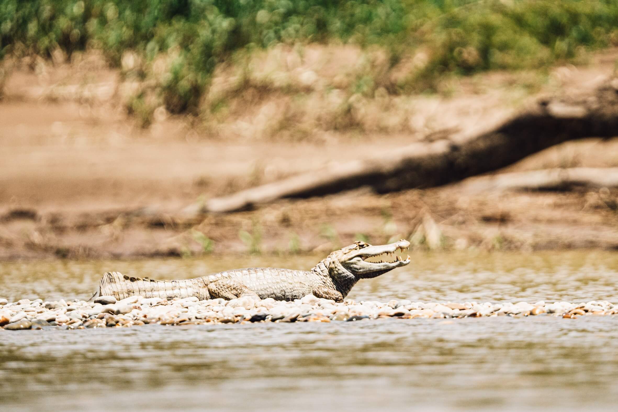 Wilderness International