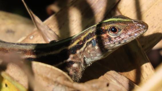 Wilderness International