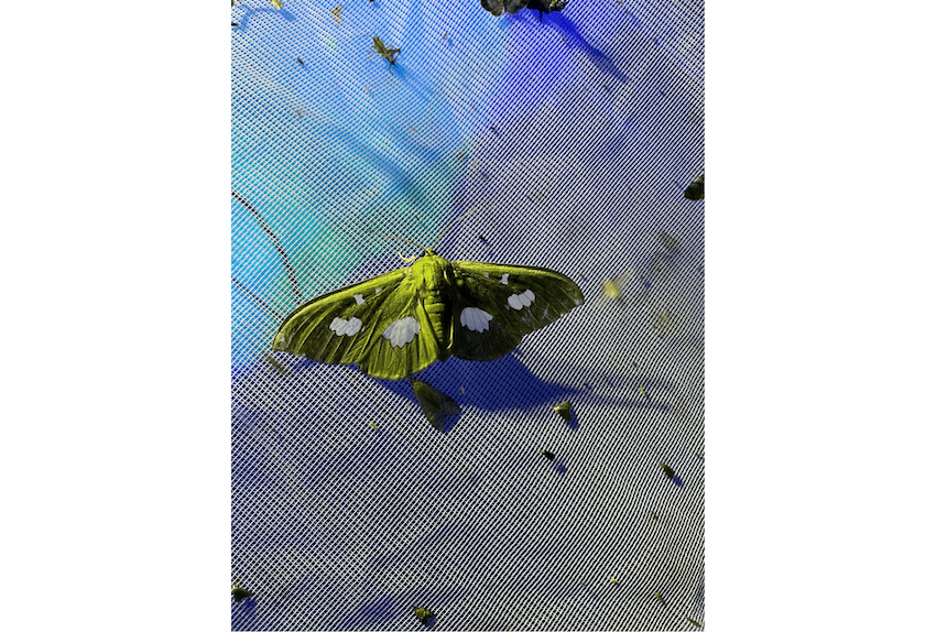 Wilderness International