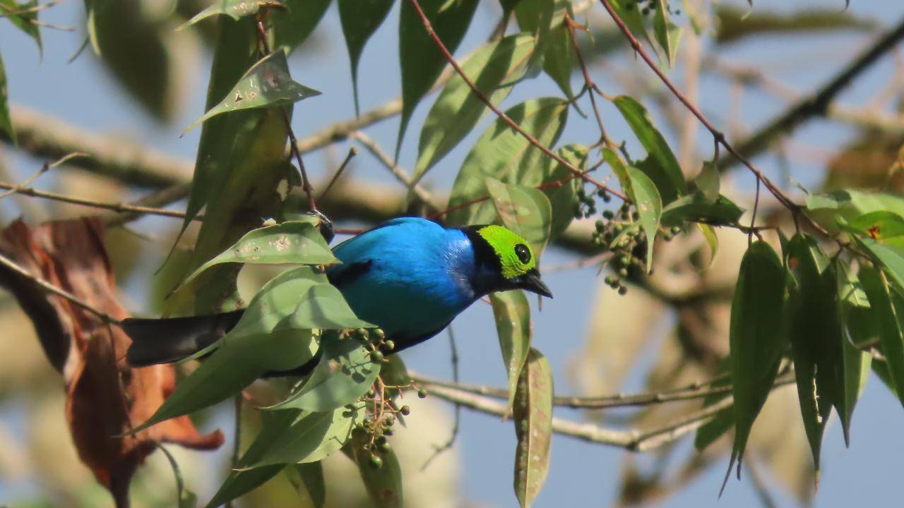 Wilderness International