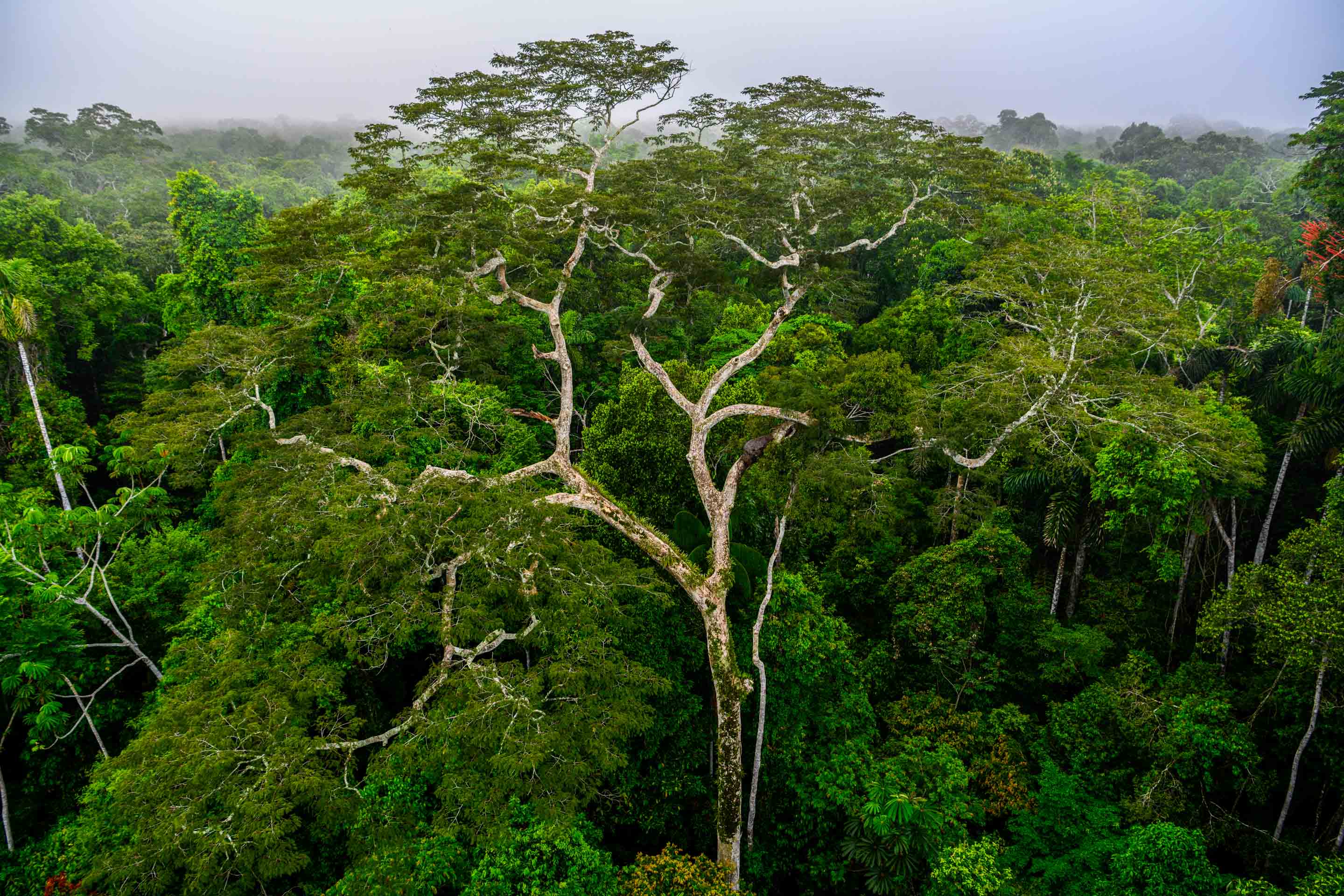 Regenwaldriese in Peru Peru