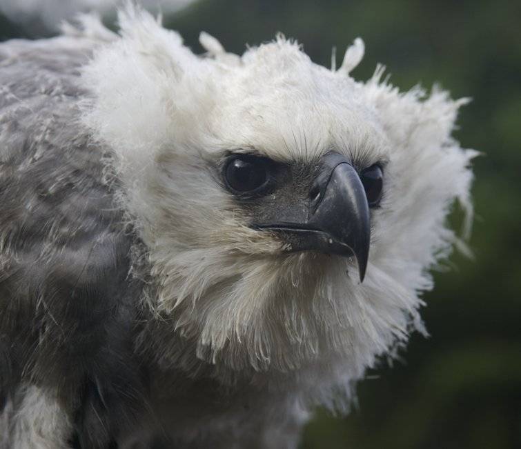 Wilderness International