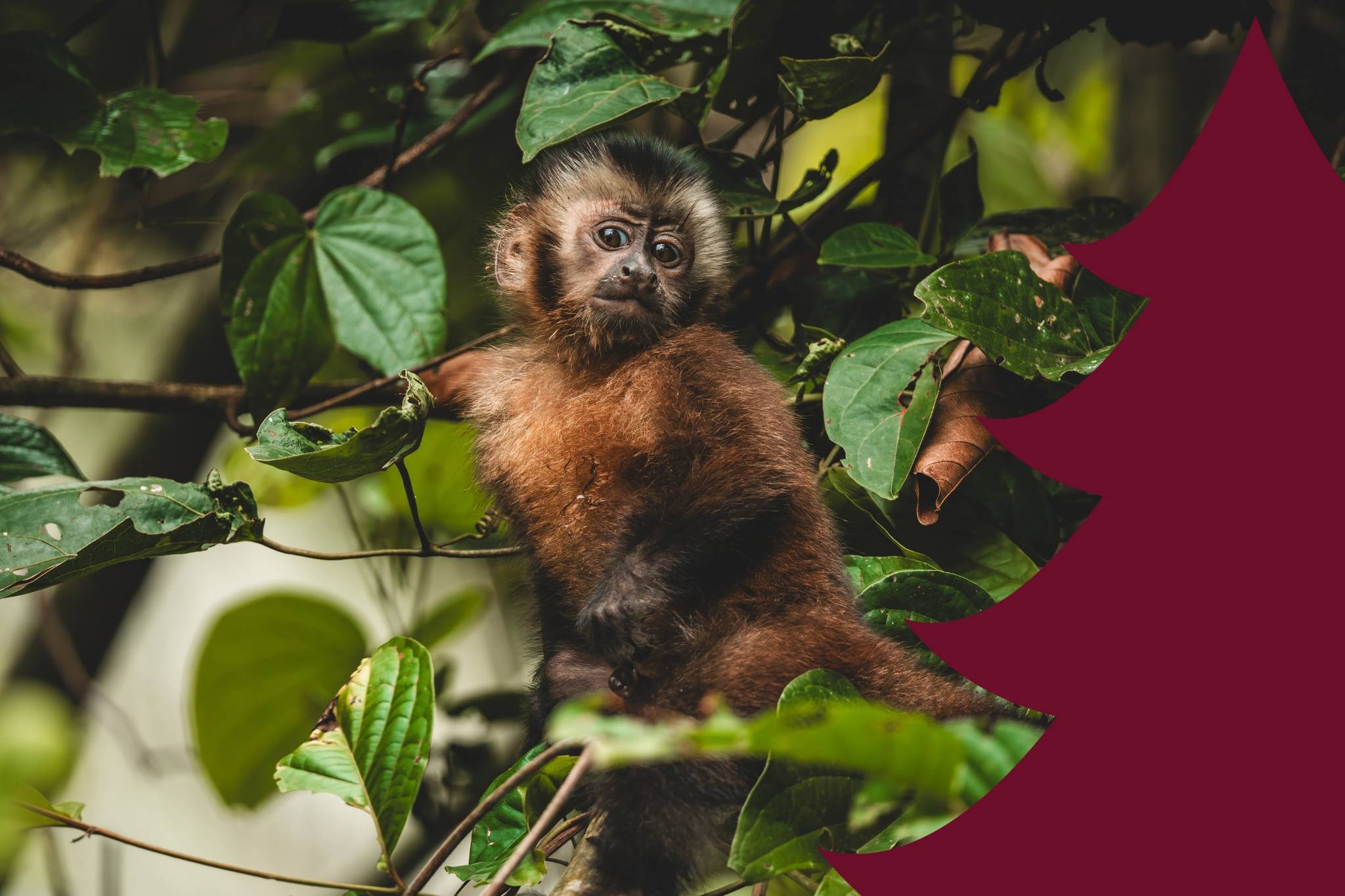 Wilderness International