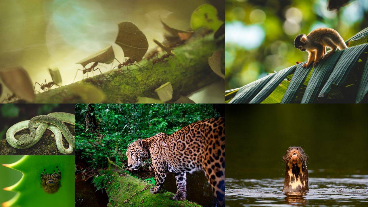 Wilderness International