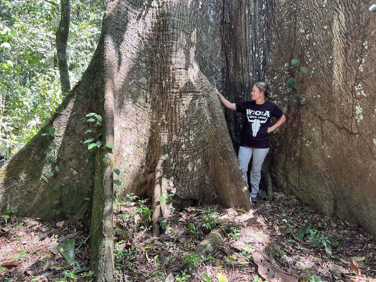 Jette, wearing a Wacken T-shirt, admires an ancient kapok tree.