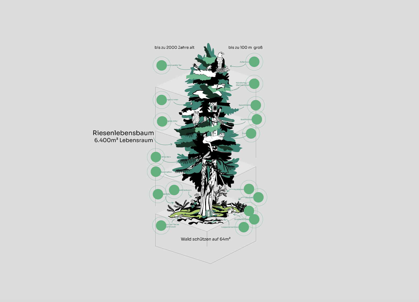 Wilderness International