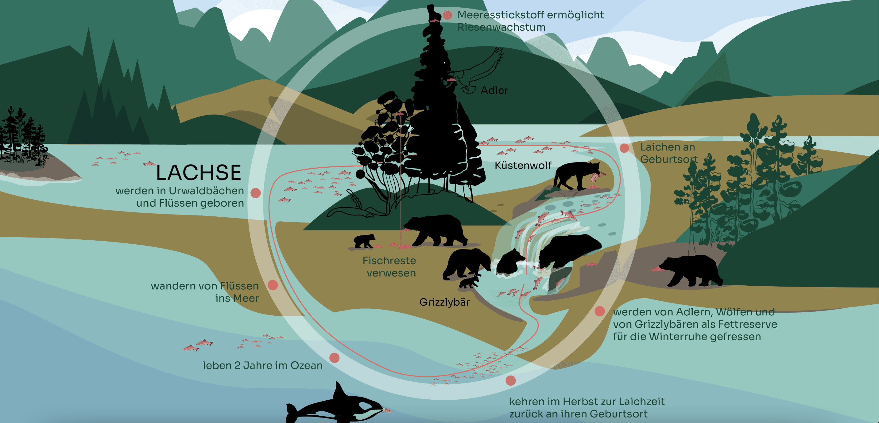 Wilderness International