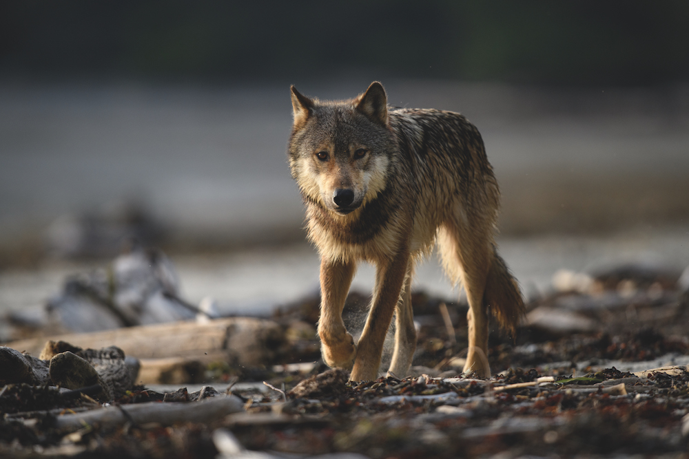 Wilderness International