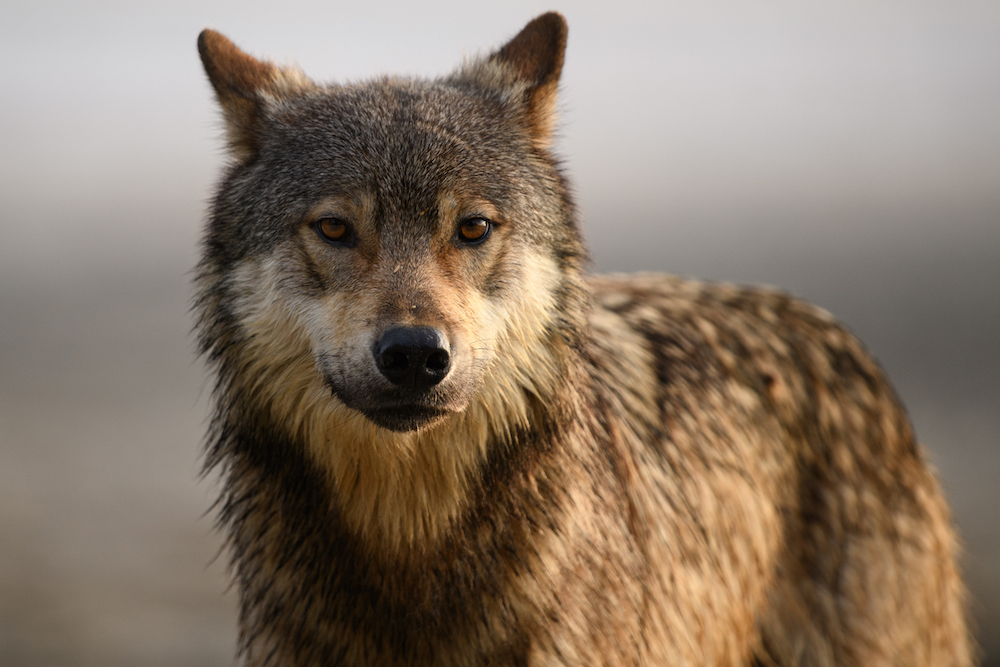 Wilderness International (Canadá)