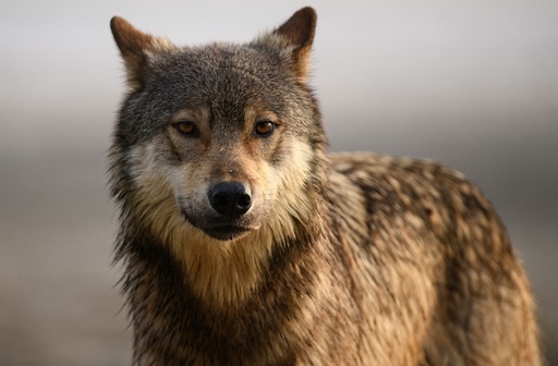 Wilderness International